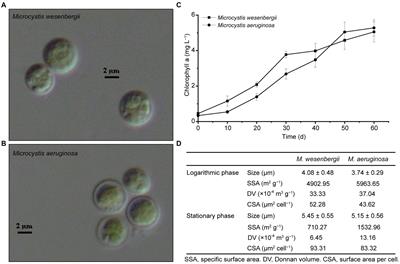 The extracellular polysaccharide determine the physico-chemical surface properties of Microcystis